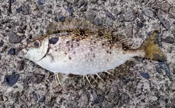 東京湾奥に毒魚「バリ（アイゴ）」が侵攻中！ 臭い皮を美味しく食べる調理法とは？