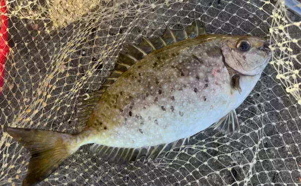 「東京湾奥に毒魚「バリ（アイゴ）」が侵攻中！ 臭い皮を美味しく食べる調理法とは？」の画像