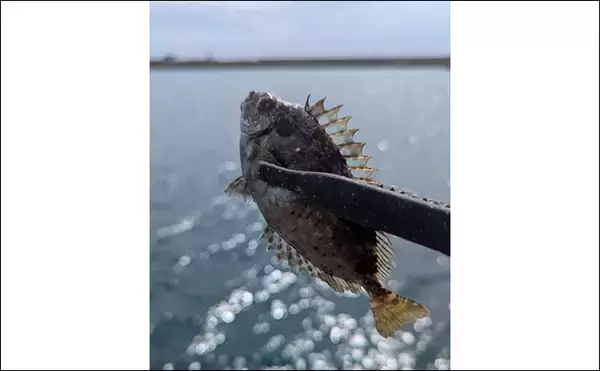 「東京湾奥に毒魚「バリ（アイゴ）」が侵攻中！ 臭い皮を美味しく食べる調理法とは？」の画像