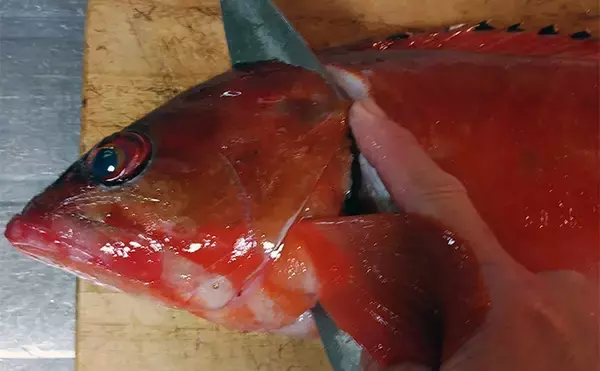 「釣った魚で作る「旨みそのまま」レシピ：アカハタの薄塩　シンプルだけど絶品」の画像