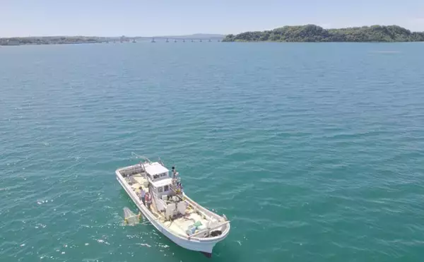 日本沿岸はマイクロプラスチックのホットスポット　海底への蓄積など汚染実態が明らかに