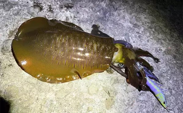 「【冬エギング攻略法】アオリイカの捕食タイミング・居場所を予測して釣果につなげよう」の画像