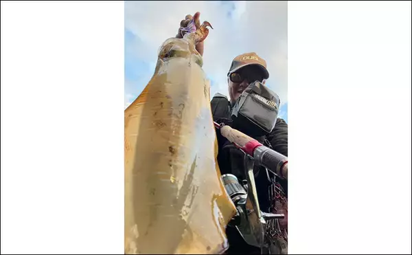 「【冬エギング攻略法】アオリイカの捕食タイミング・居場所を予測して釣果につなげよう」の画像