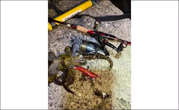 「【冬エギング攻略法】アオリイカの捕食タイミング・居場所を予測して釣果につなげよう」の画像