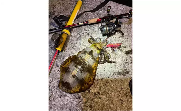 「【冬エギング攻略法】アオリイカの捕食タイミング・居場所を予測して釣果につなげよう」の画像