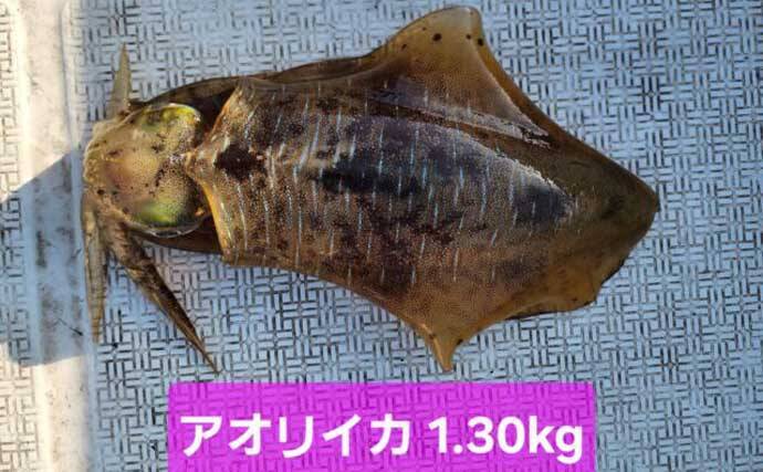 【沖のルアー釣果速報】スルメイカ・アカイカ・ヤリイカの3種好捕！イカメタル夜便が好調（三重）