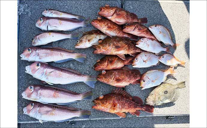 【沖のルアー釣果速報】スルメイカ・アカイカ・ヤリイカの3種好捕！イカメタル夜便が好調（三重）