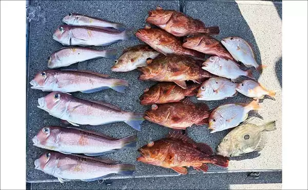 「【沖のルアー釣果速報】スルメイカ・アカイカ・ヤリイカの3種好捕！イカメタル夜便が好調（三重）」の画像