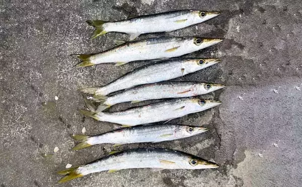 100均のワームでカマス7尾を手中！【富浦新港・千葉】ライトゲームで挑戦