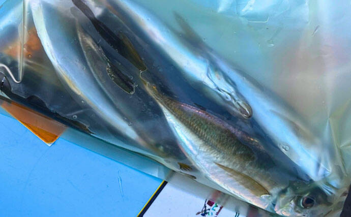 東京湾トラフグ釣りに初挑戦！ 同行者が見事本命キャッチ【吉野屋・浦安】