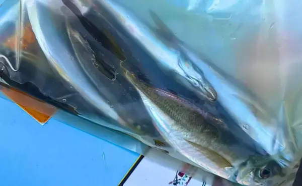 「東京湾トラフグ釣りに初挑戦！ 同行者が見事本命キャッチ【吉野屋・浦安】」の画像