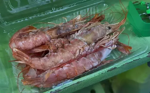 「東京湾トラフグ釣りに初挑戦！ 同行者が見事本命キャッチ【吉野屋・浦安】」の画像