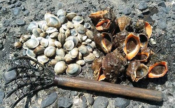 潮干狩りでアカニシ貝とホンビノス貝をゲット イシガニの猛攻に苦戦 22年7月14日 エキサイトニュース