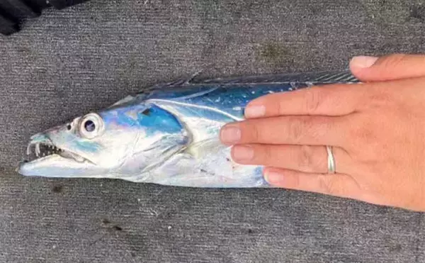 「船タチウオ釣りで本命19尾　テンヤからジギングに変更で釣果アップ？」の画像