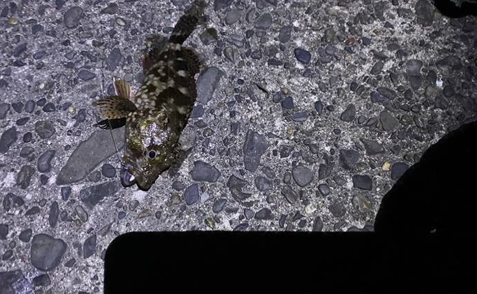 夜釣りの魚の撮影に「LED投光器」が便利　安い・軽い・小さい・明るい