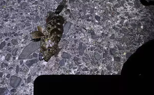 「夜釣りの魚の撮影に「LED投光器」が便利　安い・軽い・小さい・明るい」の画像