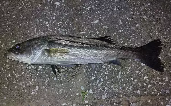 シーバスゲームは『電車結び』でOK　70cm級とファイトした結果は？