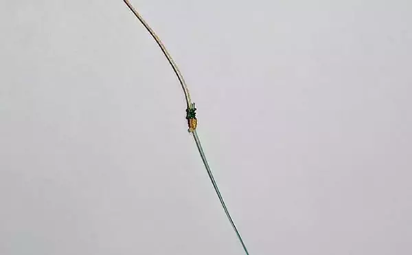 「シーバスゲームは『電車結び』でOK　70cm級とファイトした結果は？」の画像