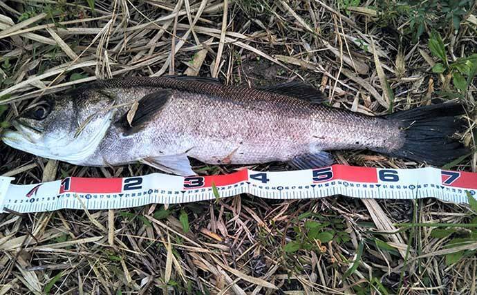 シーバスゲームは『電車結び』でOK　70cm級とファイトした結果は？