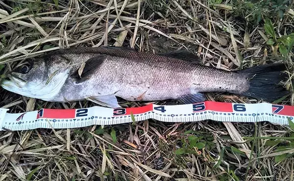 「シーバスゲームは『電車結び』でOK　70cm級とファイトした結果は？」の画像