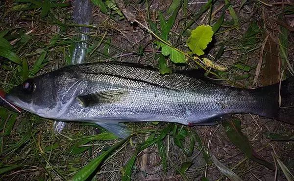 「シーバスゲームは『電車結び』でOK　70cm級とファイトした結果は？」の画像