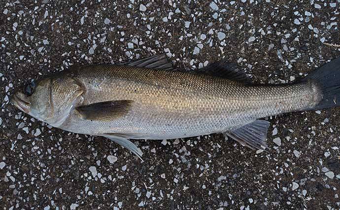 シーバスゲームは『電車結び』でOK　70cm級とファイトした結果は？