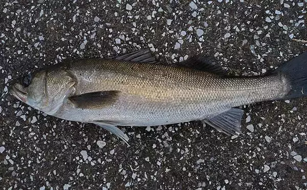 「シーバスゲームは『電車結び』でOK　70cm級とファイトした結果は？」の画像