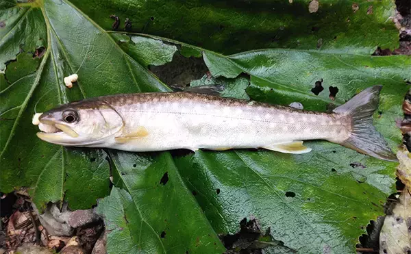 「北海道遠征トラウト釣行で40cmニジマスを筆頭にオショロコマやヤマメと対面【十勝】」の画像