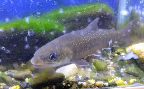 「北海道遠征トラウト釣行で40cmニジマスを筆頭にオショロコマやヤマメと対面【十勝】」の画像