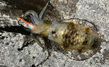 秋エギングでアオリイカの数釣りを達成【大分】コロッケ～トンカツサイズも混じる