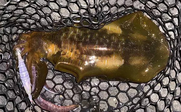 「伊豆東海岸エギングで良型アオリイカ4杯をキャッチ【静岡】夕マヅメの時合いを攻略」の画像