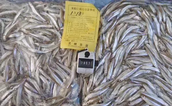 「951匹も1,000匹届かず……」入鹿池のボートワカサギ釣りで終始入れ食いの爆釣展開【愛知】