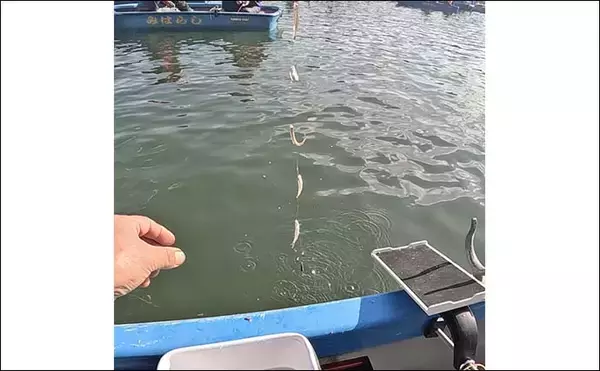 「「951匹も1,000匹届かず……」入鹿池のボートワカサギ釣りで終始入れ食いの爆釣展開【愛知】」の画像