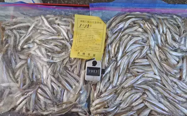 「「951匹も1,000匹届かず……」入鹿池のボートワカサギ釣りで終始入れ食いの爆釣展開【愛知】」の画像