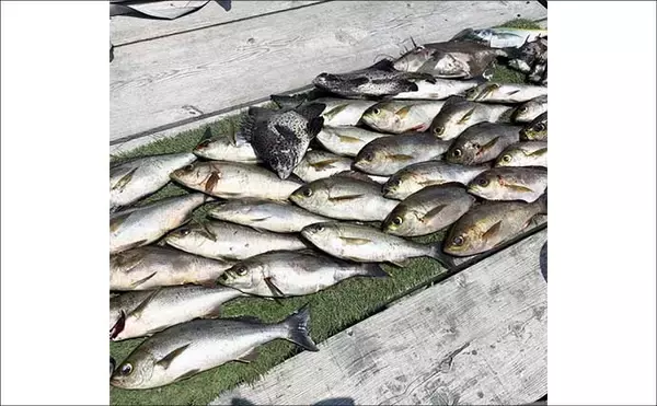 「20kgオーバーの「イシナギ」堂々浮上！【船釣り釣果速報5選・三重】」の画像