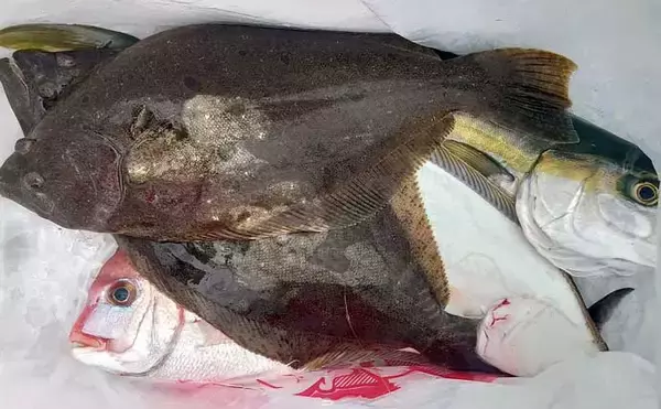 「20kgオーバーの「イシナギ」堂々浮上！【船釣り釣果速報5選・三重】」の画像