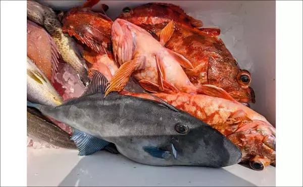 「20kgオーバーの「イシナギ」堂々浮上！【船釣り釣果速報5選・三重】」の画像
