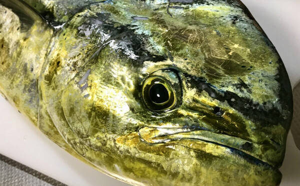 未利用魚だった シイラ の価格が突然高騰 まさかの円安が影響 22年10月7日 エキサイトニュース