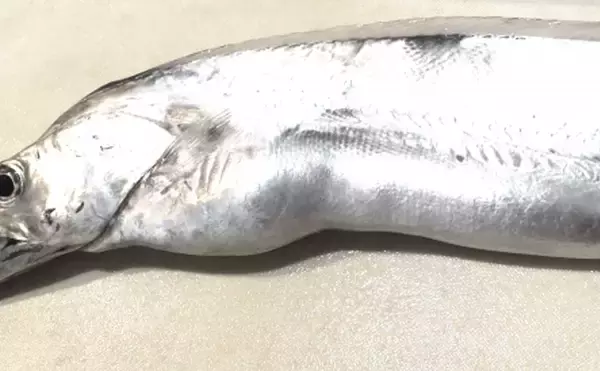 タチウオの銀色のキラキラの正体は『グアニン』 専門的な医療分野での活用も