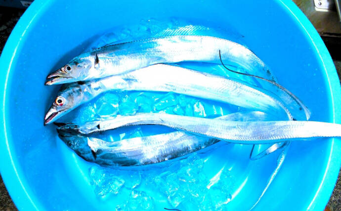 タチウオの銀色のキラキラの正体は『グアニン』 専門的な医療分野での活用も