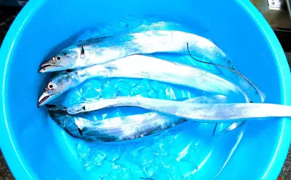 「タチウオの銀色のキラキラの正体は『グアニン』 専門的な医療分野での活用も」の画像