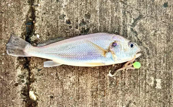 「タチウオの銀色のキラキラの正体は『グアニン』 専門的な医療分野での活用も」の画像