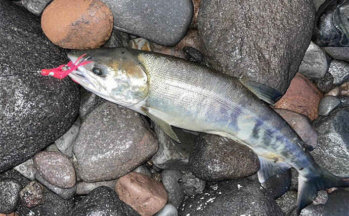 鮭・・・アキアジ・・・ 釣りに行きたい・・・