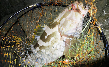 夜の磯釣りで2.4kgクエ浮上【山口】エサ取りが消えたタイミングで本命ヒット！