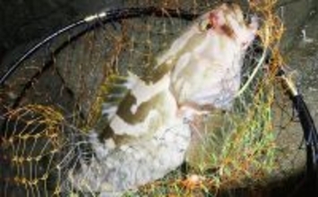 夜の磯釣りで2.4kgクエ浮上【山口】エサ取りが消えたタイミングで本命ヒット！