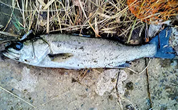 「条件が良すぎて苦戦？」村田川シーバス釣行で50cm級本命をキャッチ【千葉】