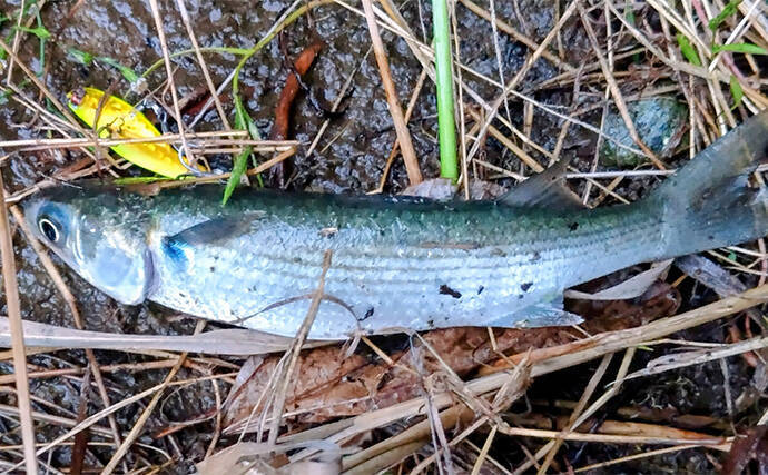 「条件が良すぎて苦戦？」村田川シーバス釣行で50cm級本命をキャッチ【千葉】