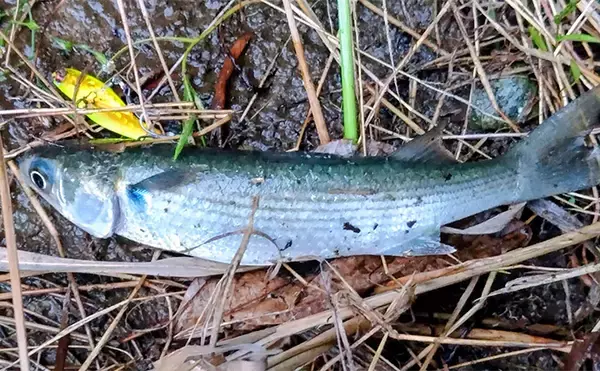 「「条件が良すぎて苦戦？」村田川シーバス釣行で50cm級本命をキャッチ【千葉】」の画像