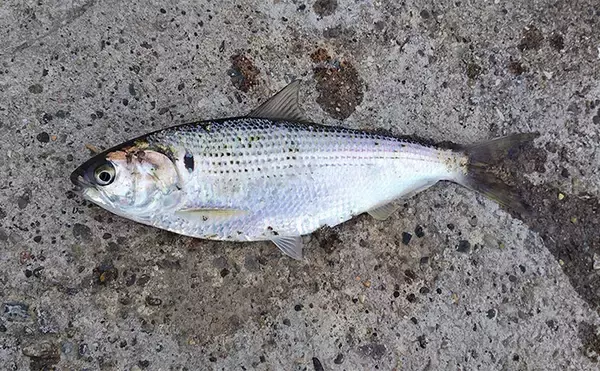 「「条件が良すぎて苦戦？」村田川シーバス釣行で50cm級本命をキャッチ【千葉】」の画像