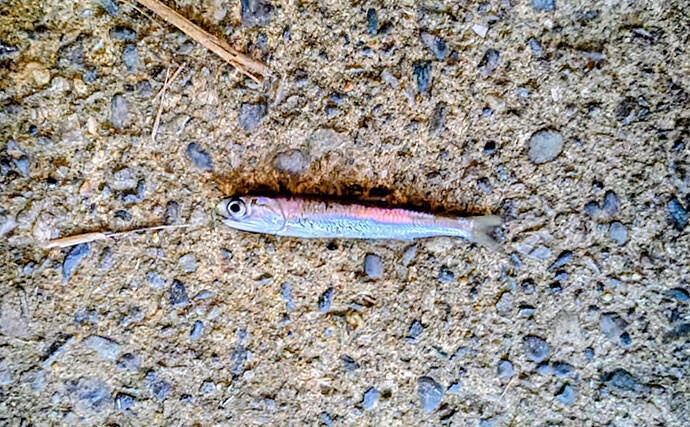 「条件が良すぎて苦戦？」村田川シーバス釣行で50cm級本命をキャッチ【千葉】